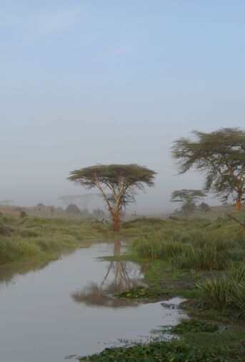 Tree Kenia
