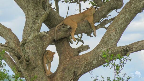 BestPlacesAfrica Lions In Tree
