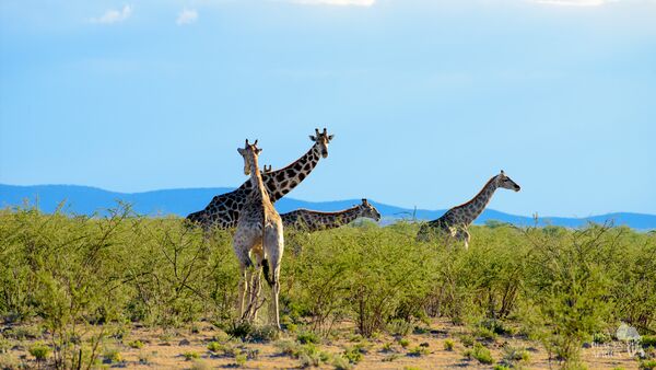 BestPlacesAfrica Nambia Giraffen