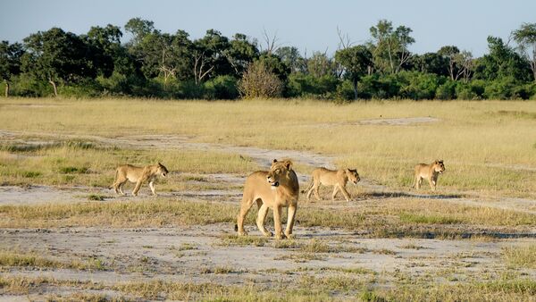 Lions