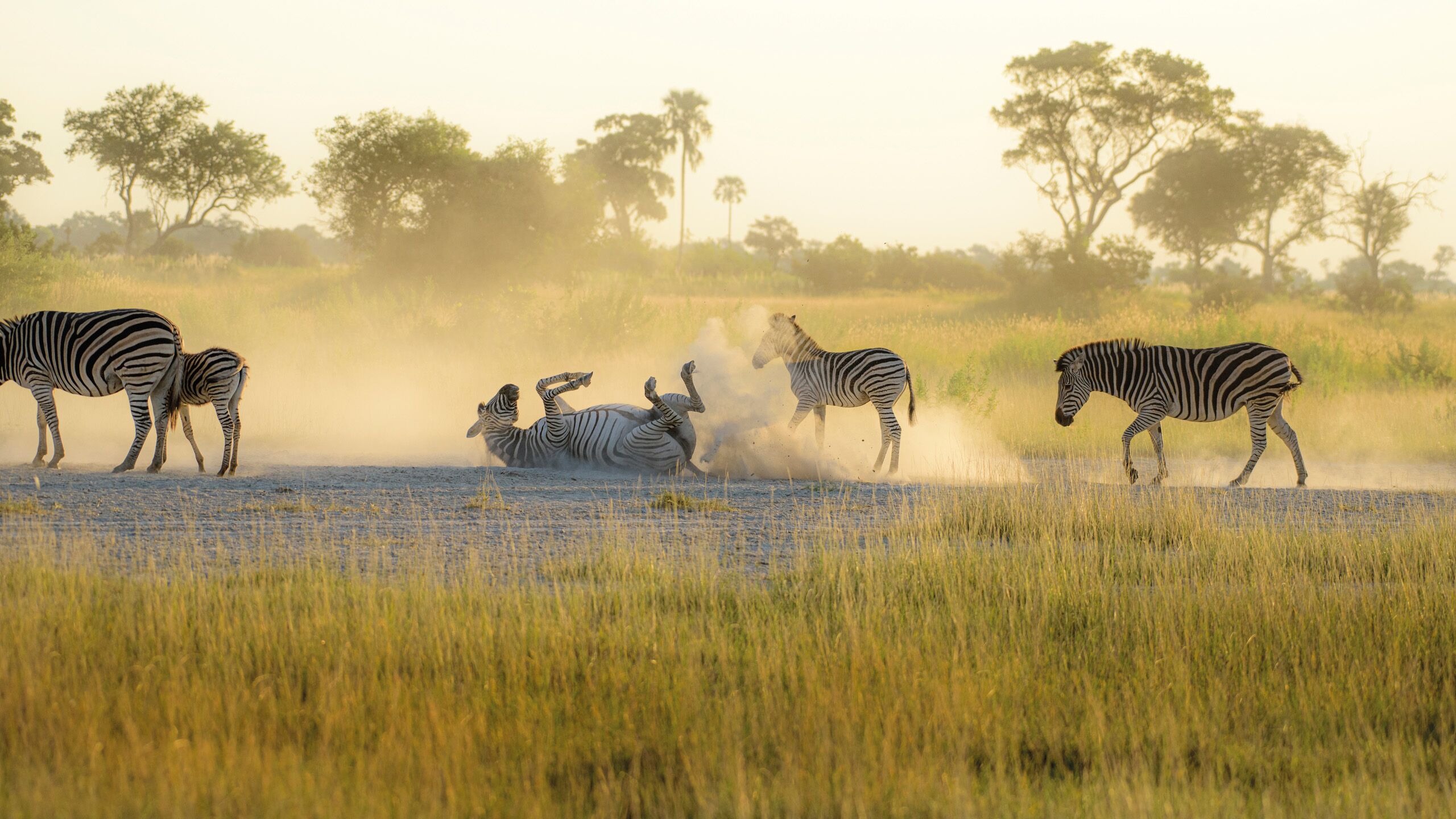 Header BestPlacesAfrica Botswana Select Zebras