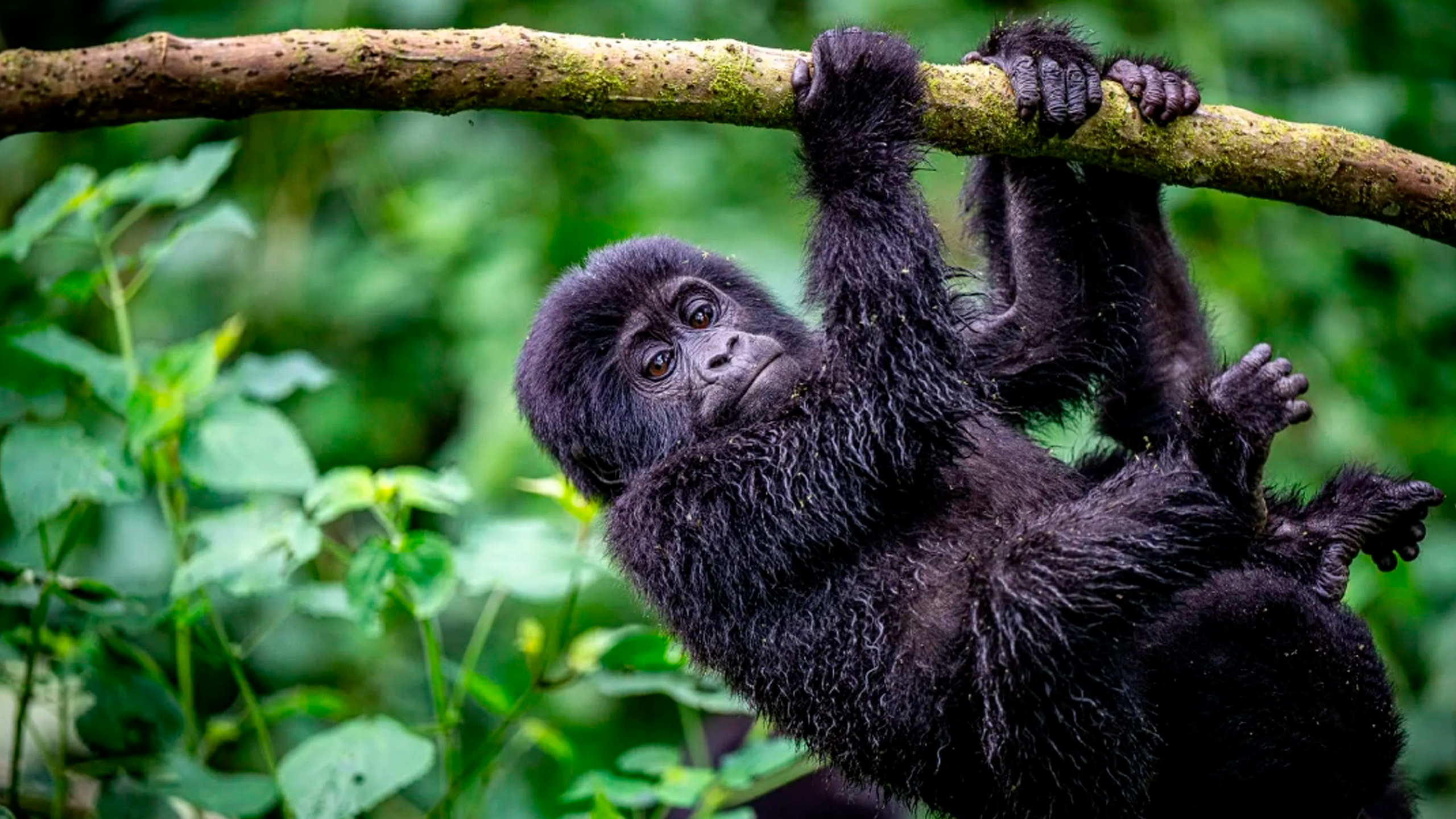 BestPlacesAfrica Uganda Gorillababy Bwindi Foto By WildPlacesAfrica