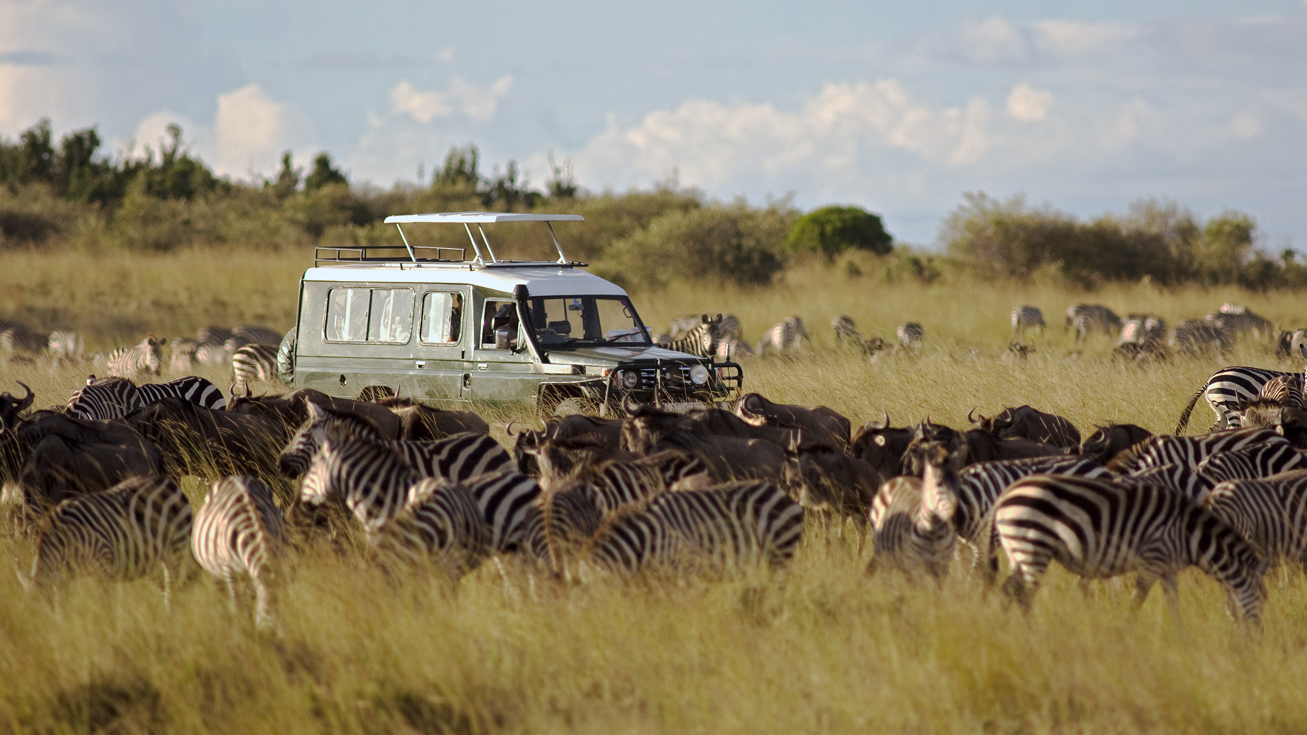 Safari Jeep Zebra Migration