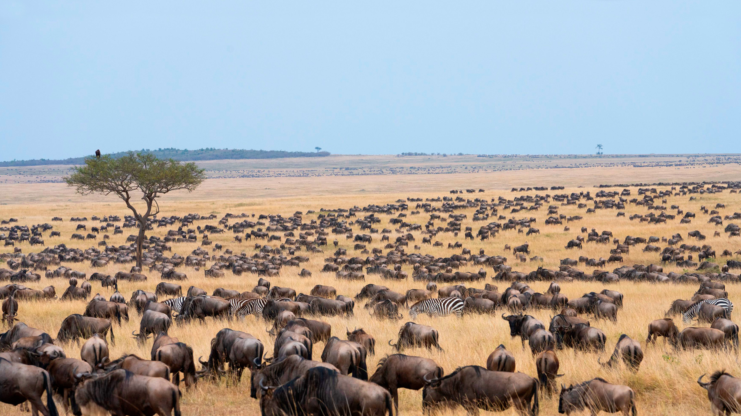 Header BestPlacesAfrica Tansania Select Nomad Safaris Migration